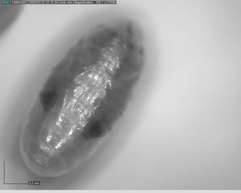 Dino-Lite UV+IR Microscopes range - BioAnalytics
